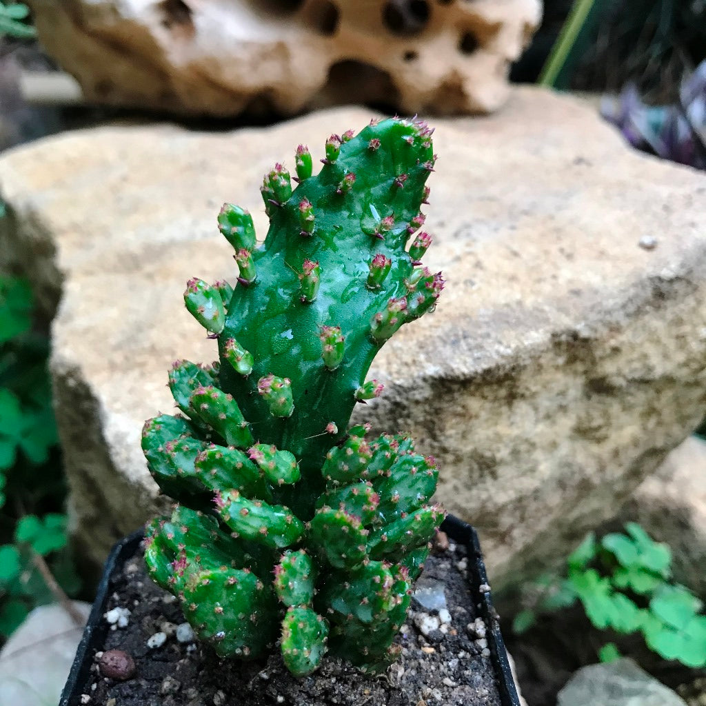  Opuntia Monacantha F. Monstruosa Variegata Cactus Plant