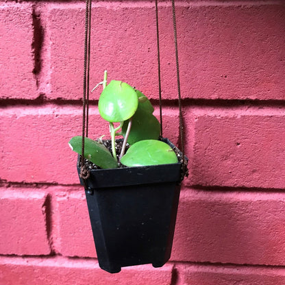  Aeschynanthus Lobbianus Plant