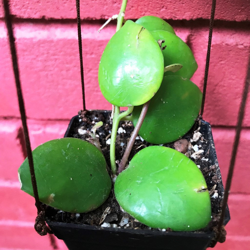  Aeschynanthus Lobbianus Plant
