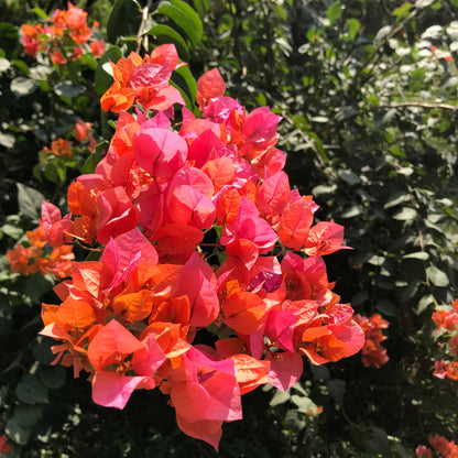  Bougainvillea Orange Glory Plant