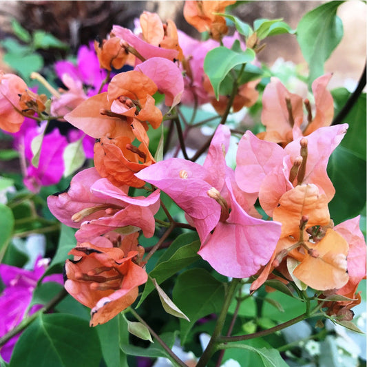  Bougainvillea Orange King Plant