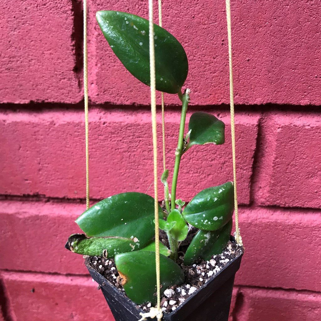  Aeschynanthus Xsplendidus Plant