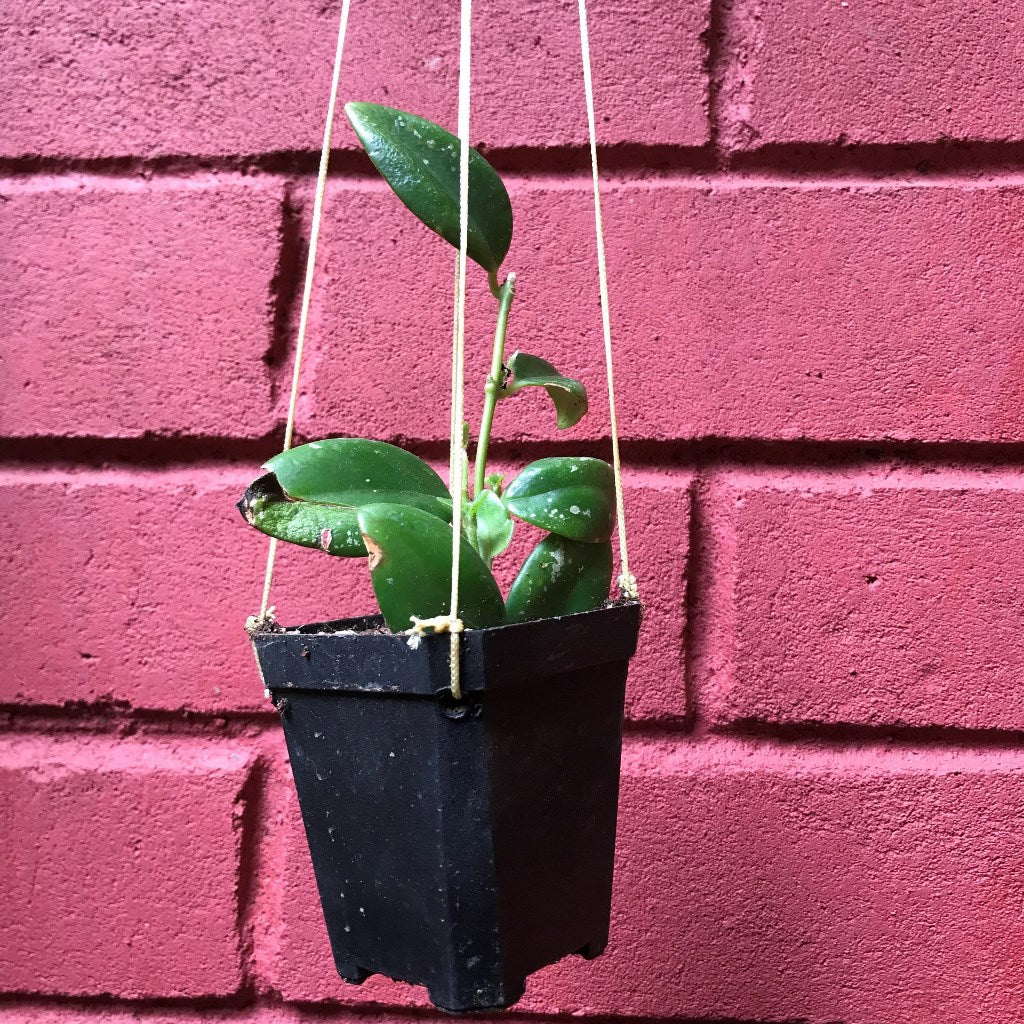  Aeschynanthus Xsplendidus Plant