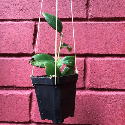  Aeschynanthus Xsplendidus Plant