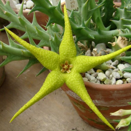  Orbea Caudata Succulent Plant