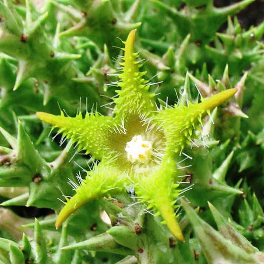  Orbea Dummeri Succulent Plant