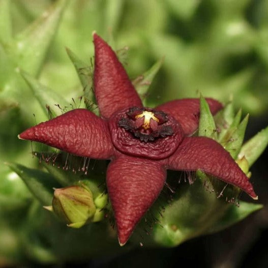  Orbea Semota Succulent Plant
