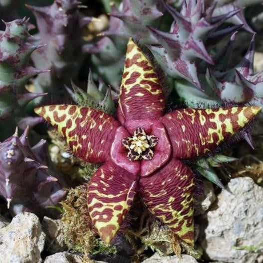  Orbea Semota Succulent Plant