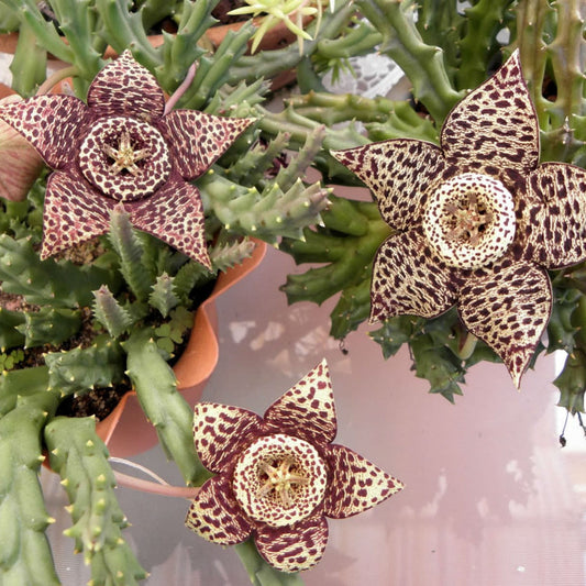  Orbea Variegata Succulent Plant