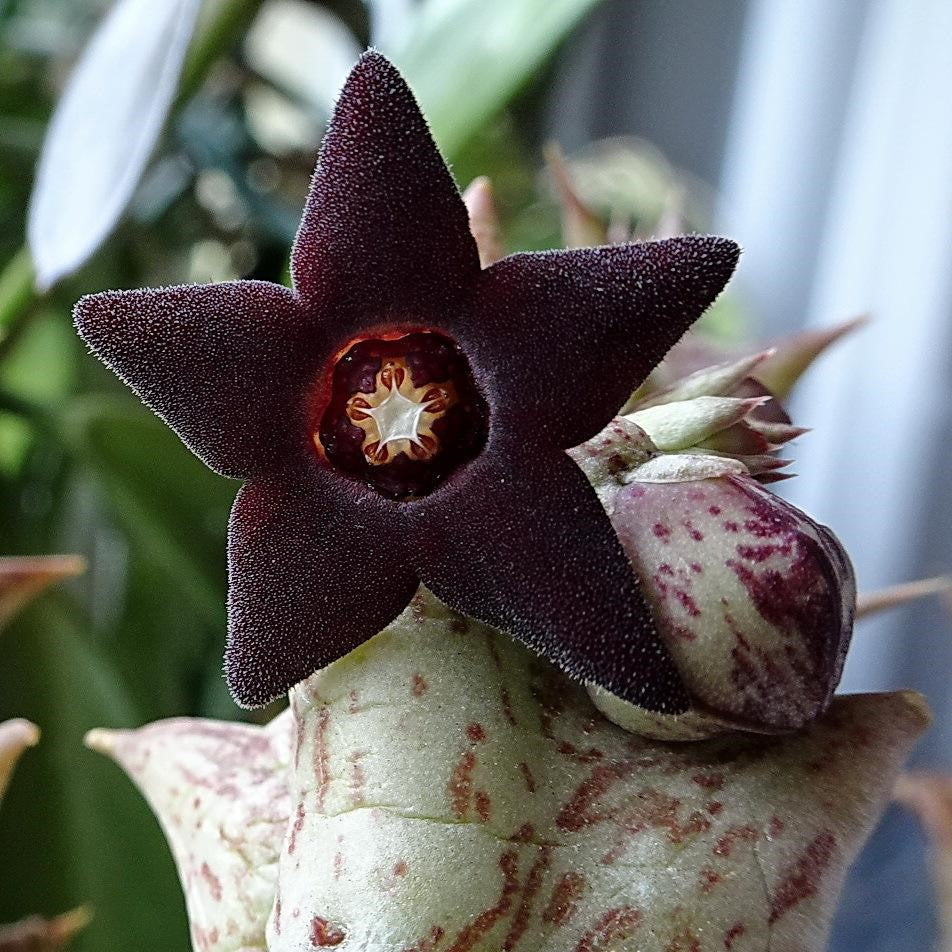  Orbea Decaisneana Succulent Plant