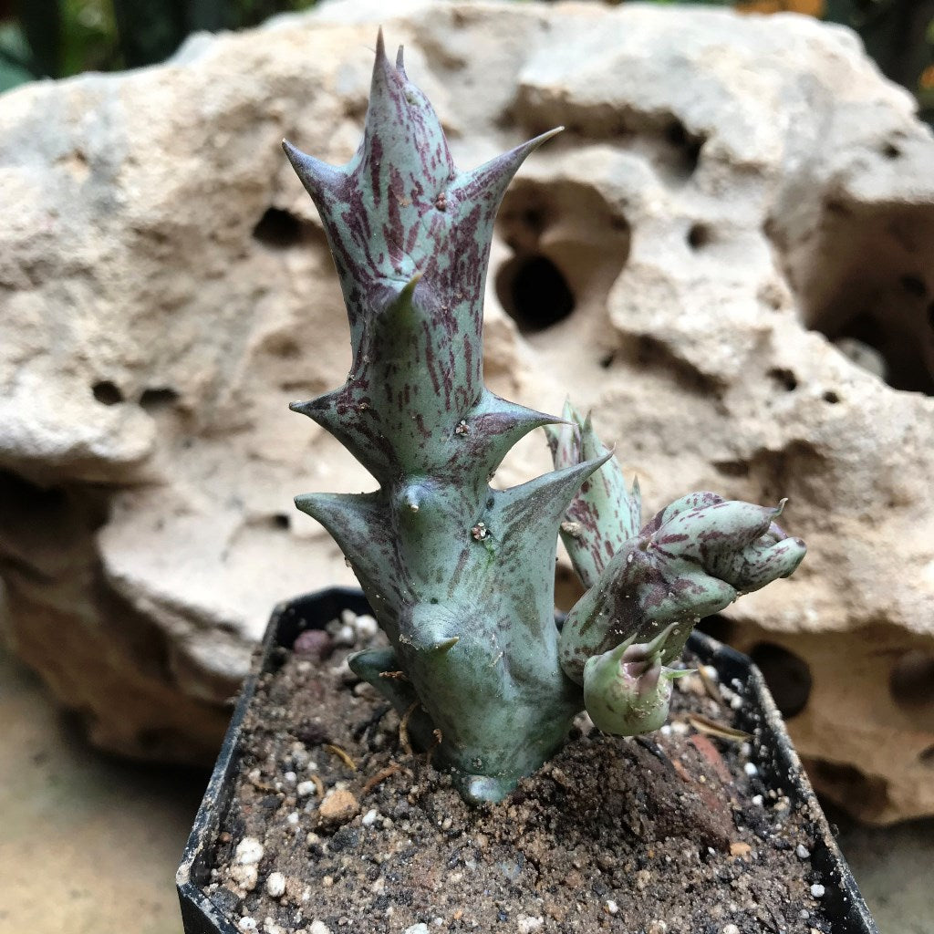  Orbea Decaisneana Succulent Plant