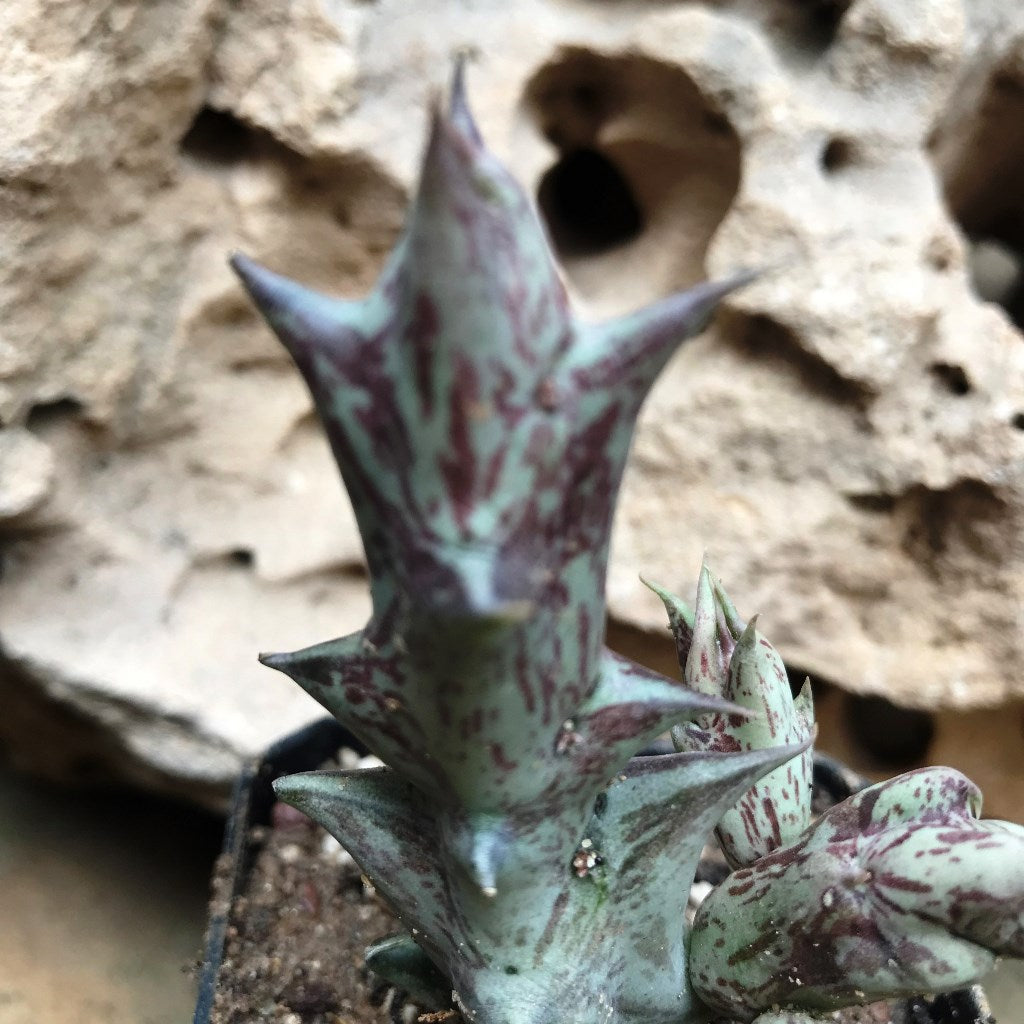  Orbea Decaisneana Succulent Plant