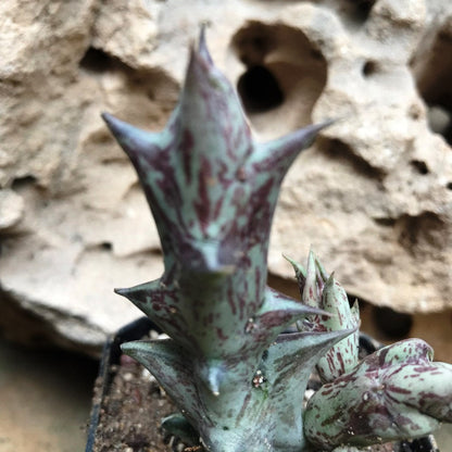  Orbea Decaisneana Succulent Plant