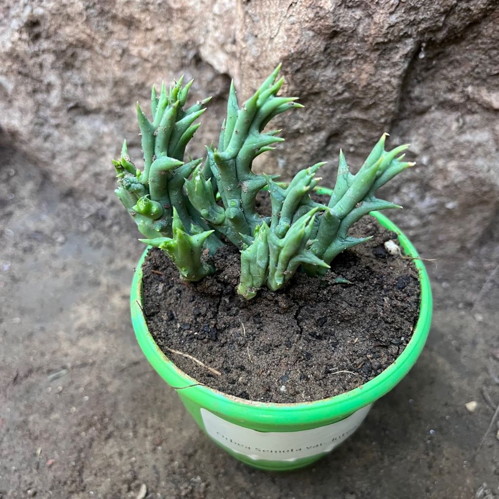 Orbea Semota Var. Lutea Succulent Plant
