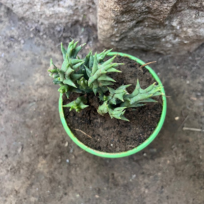  Orbea Semota Var. Lutea Succulent Plant
