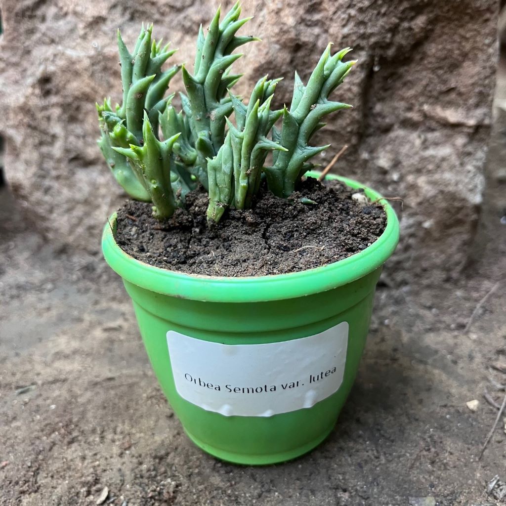  Orbea Semota Var. Lutea Succulent Plant