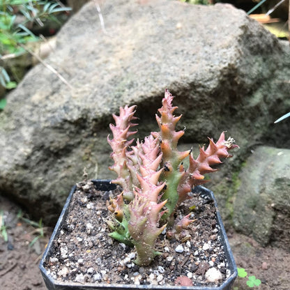  Orbea Semota Succulent Plant