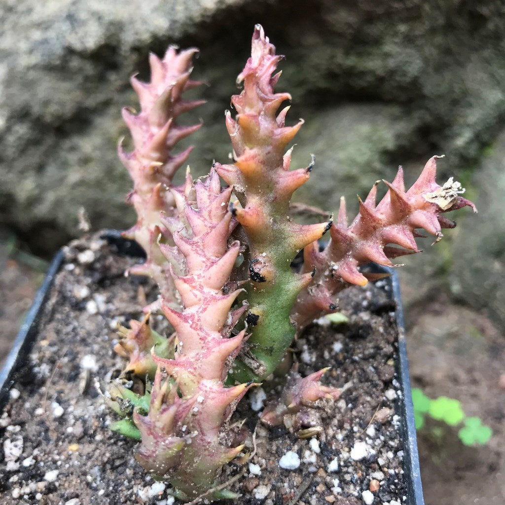  Orbea Semota Succulent Plant