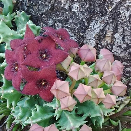  Orbea Melanantha Succulent Plant