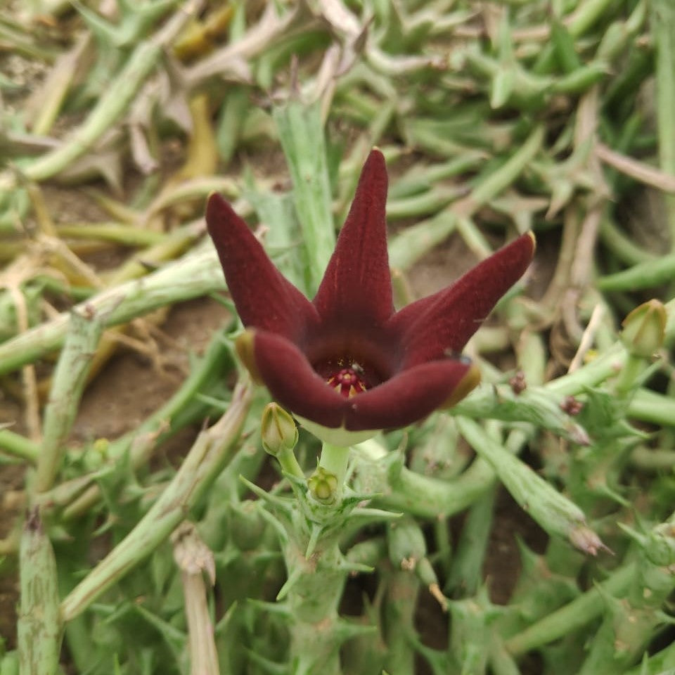  Orbea Decaisneana Succulent Plant