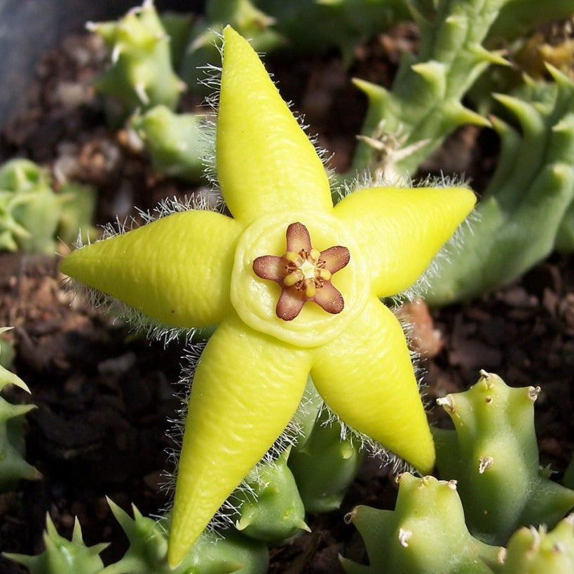  Orbea Semota Var. Lutea Succulent Plant