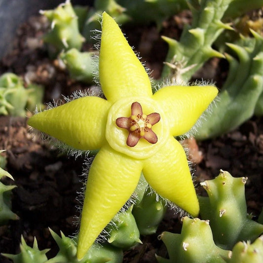  Orbea Semota Var. Lutea Succulent Plant