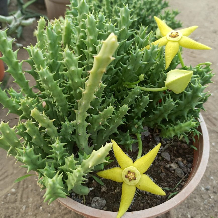  Orbea Semota Var. Lutea Succulent Plant