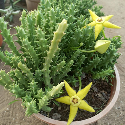  Orbea Semota Var. Lutea Succulent Plant