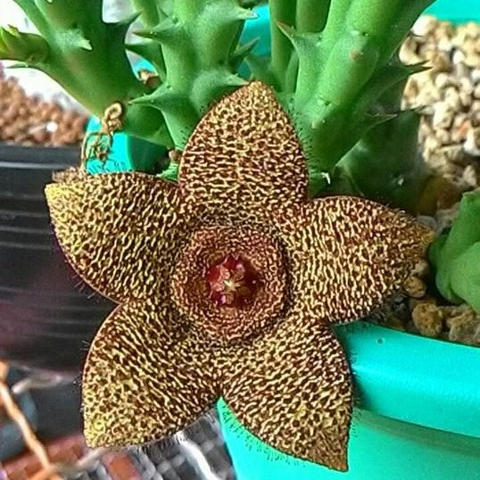  Orbea Variegata X Orbea Cooperi Succulent Plant