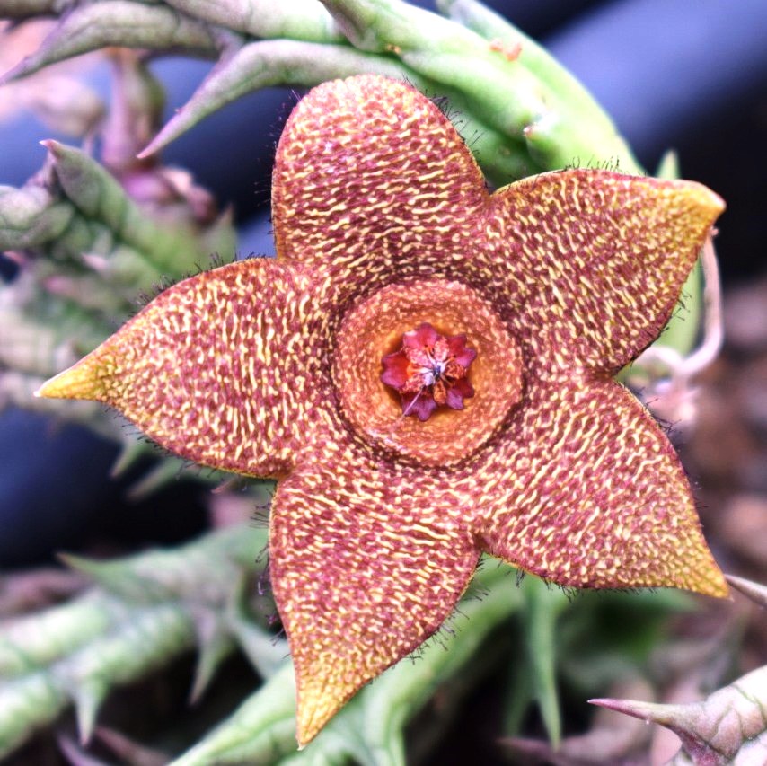  Orbea Variegata X Orbea Cooperi Succulent Plant