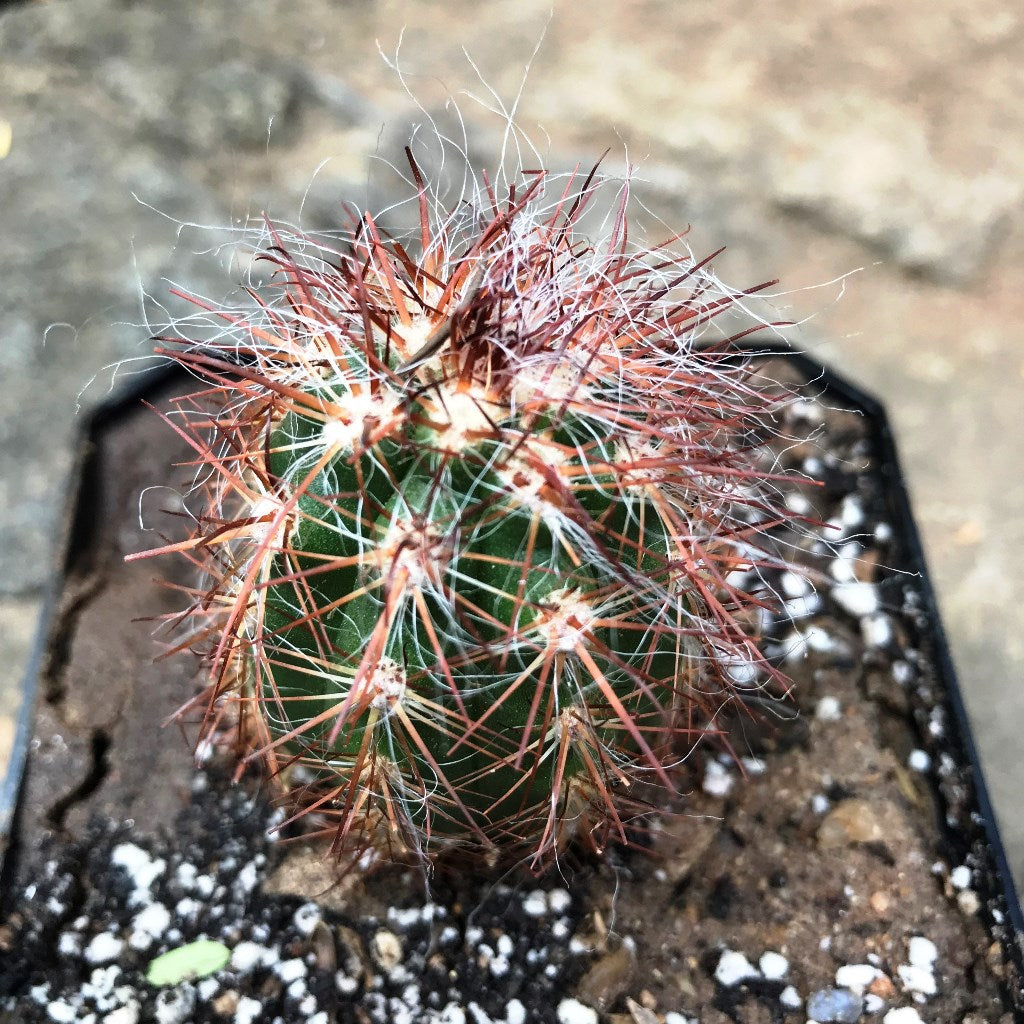 Oreocereus Celsinious Cactus Plant