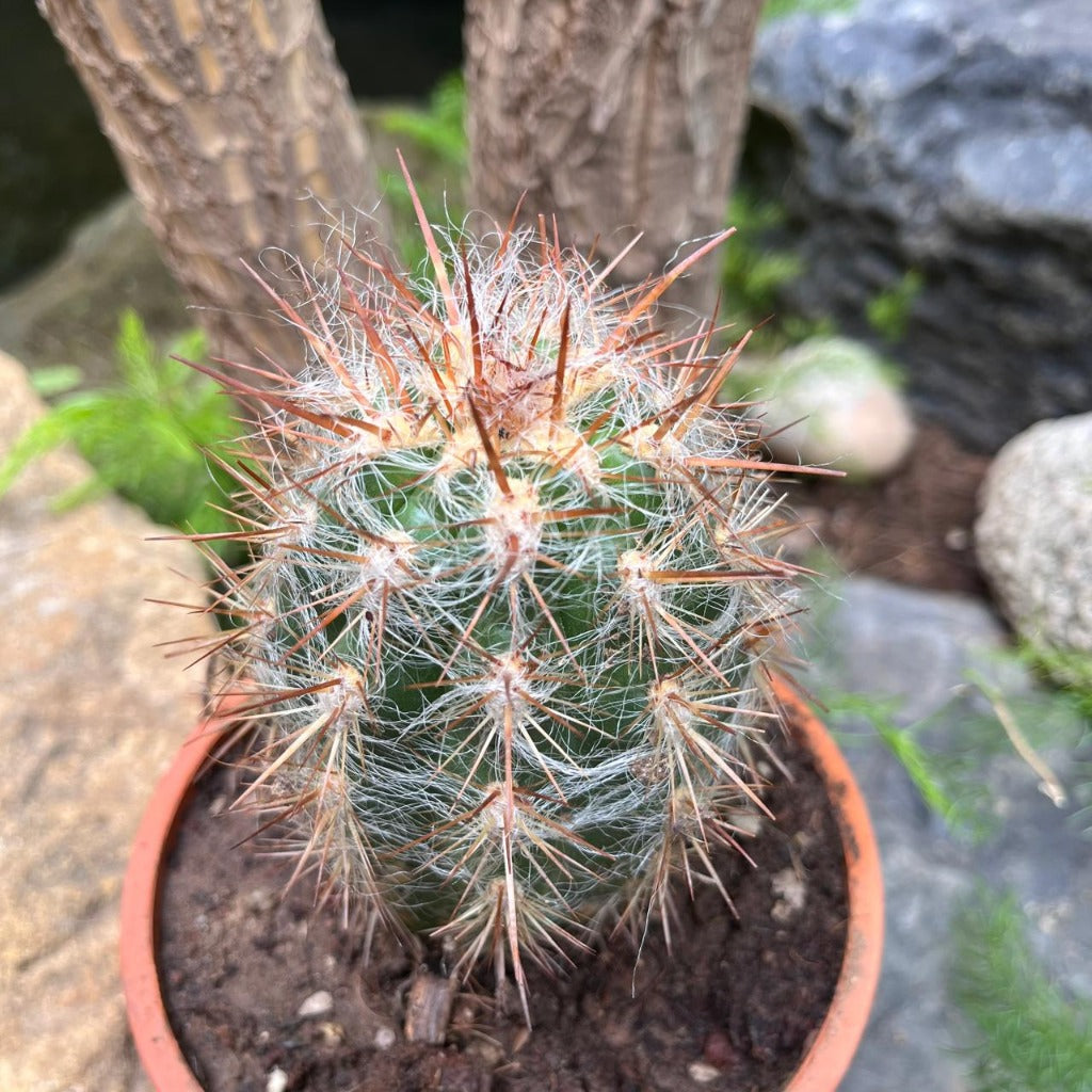  Oreocereus Celsinious Cactus Plant