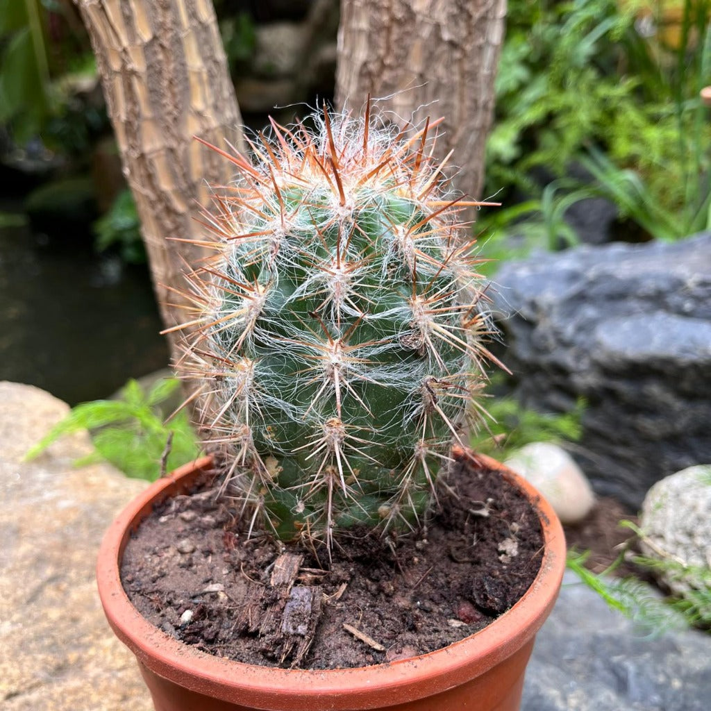  Oreocereus Celsinious Cactus Plant