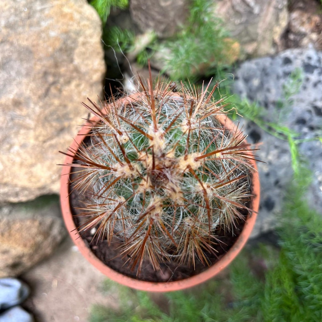  Oreocereus Celsinious Cactus Plant