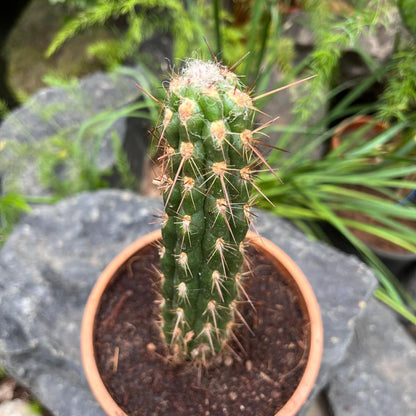  Oreocereus Hendriksenianus Cactus Plant