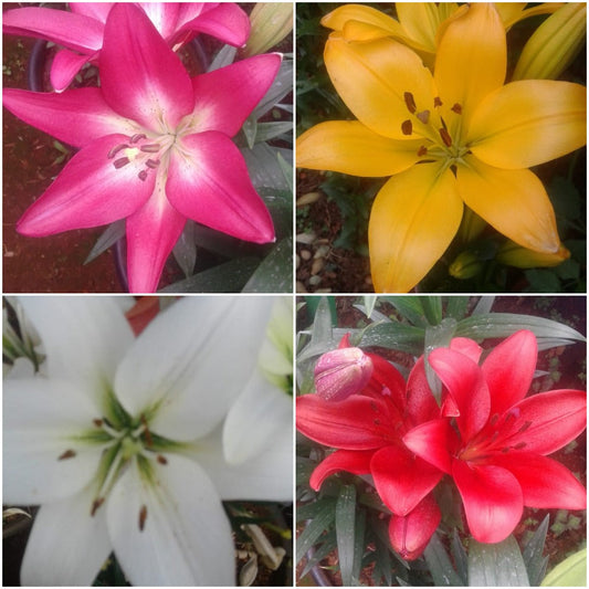  Lilium Oriental (Mix Bulbs)