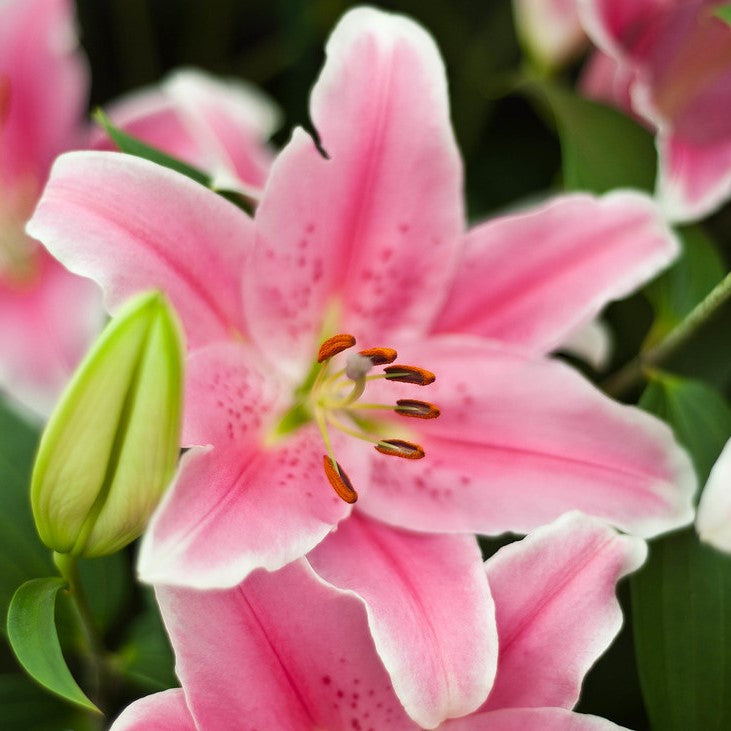  Lilium Oriental 'Sorbonne' (Bulbs)