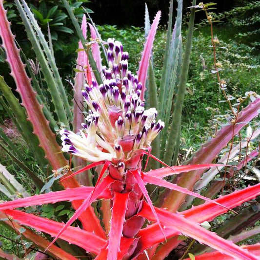  Ananas Comosus Champaca Plant
