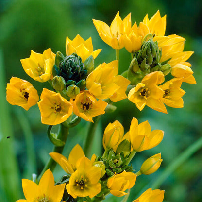  Ornithogalum Dubium 'Yellow Star' (Bulbs)