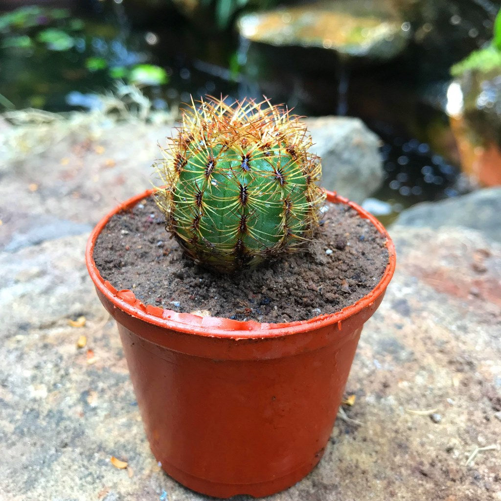  Oroya Neoperuviana Cactus Plant