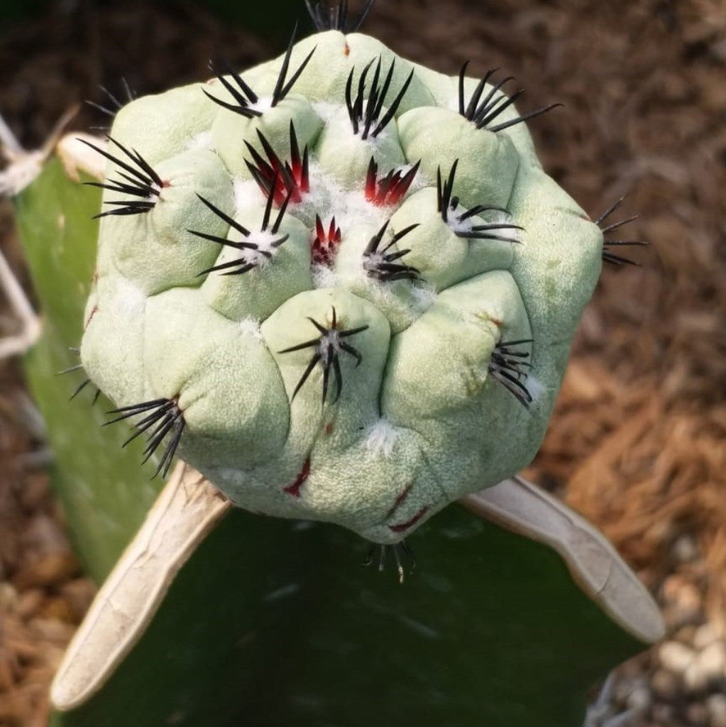  Ortegocactus Macdougallii Cactus Plant