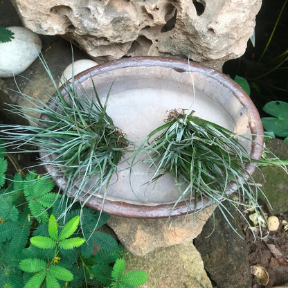  Singe Bonsai Ceramic Tray Set
