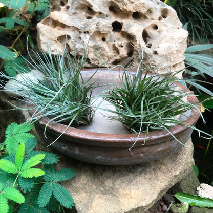  Singe Bonsai Ceramic Tray Set