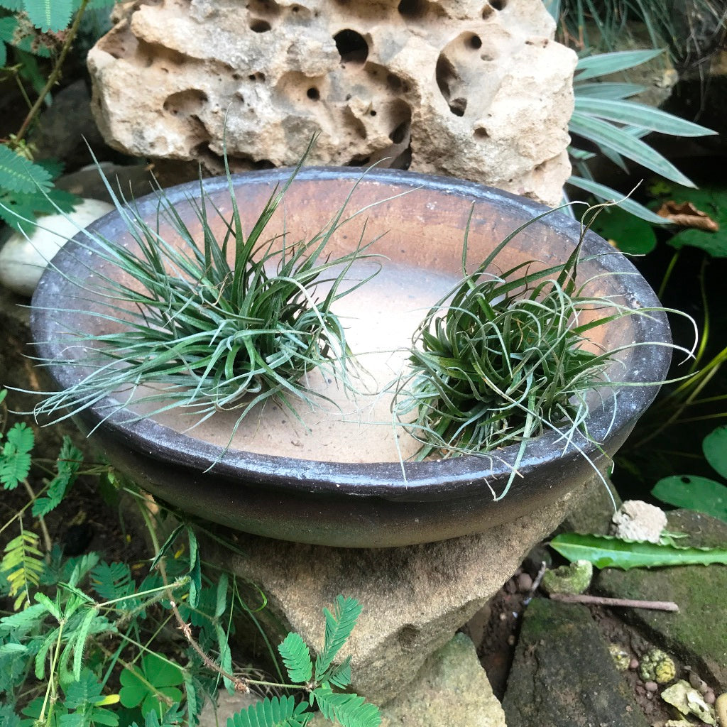 Singe Bonsai Ceramic Tray Set