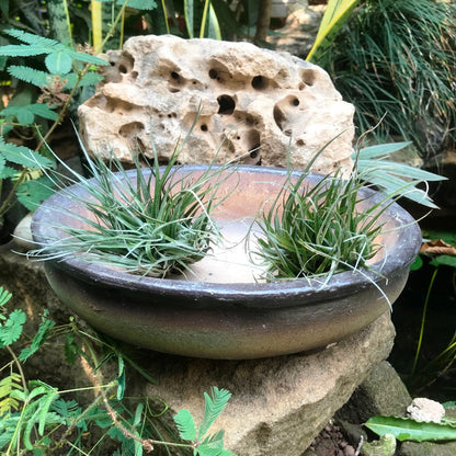  Singe Bonsai Ceramic Tray Set