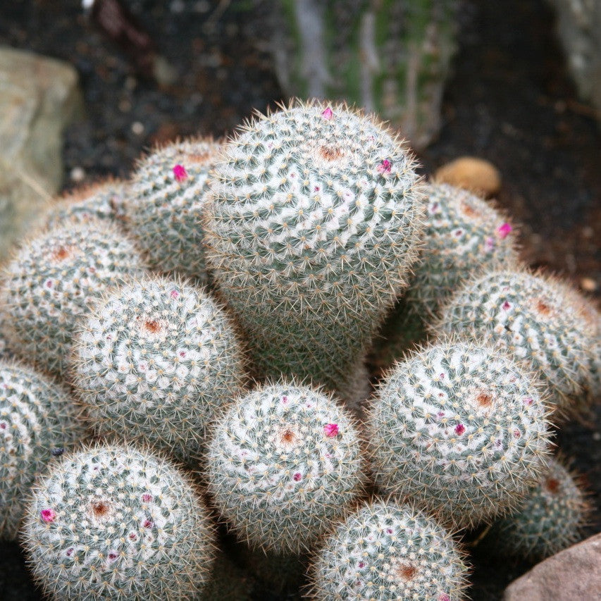  Mammillaria Parkinsonii Owl Eye Cactus Plant
