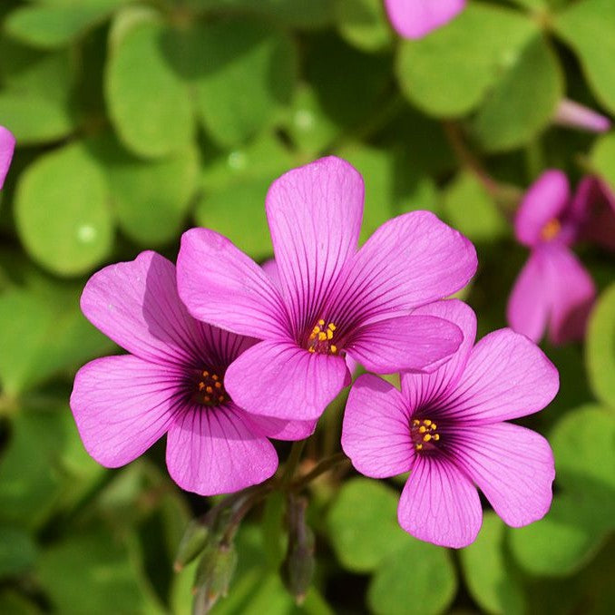  Oxalis Adenophylla (Bulbs)
