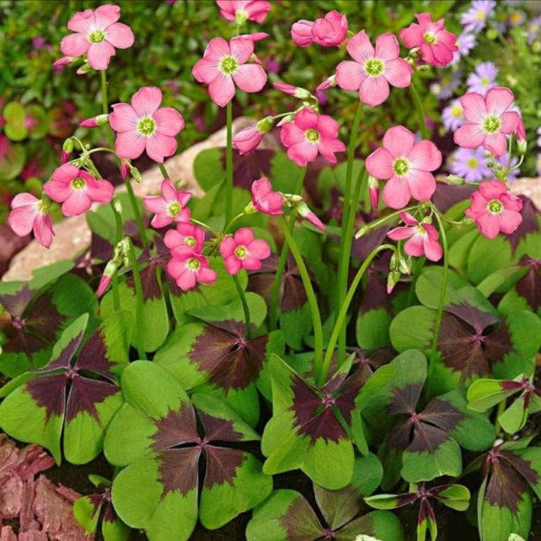 Oxalis 'Iron Cross' (Bulbs)