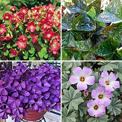  Oxalis (Mix Bulbs)