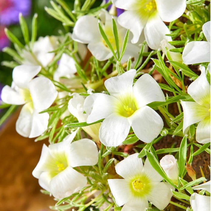 Oxalis 'White Spider' (Bulbs)